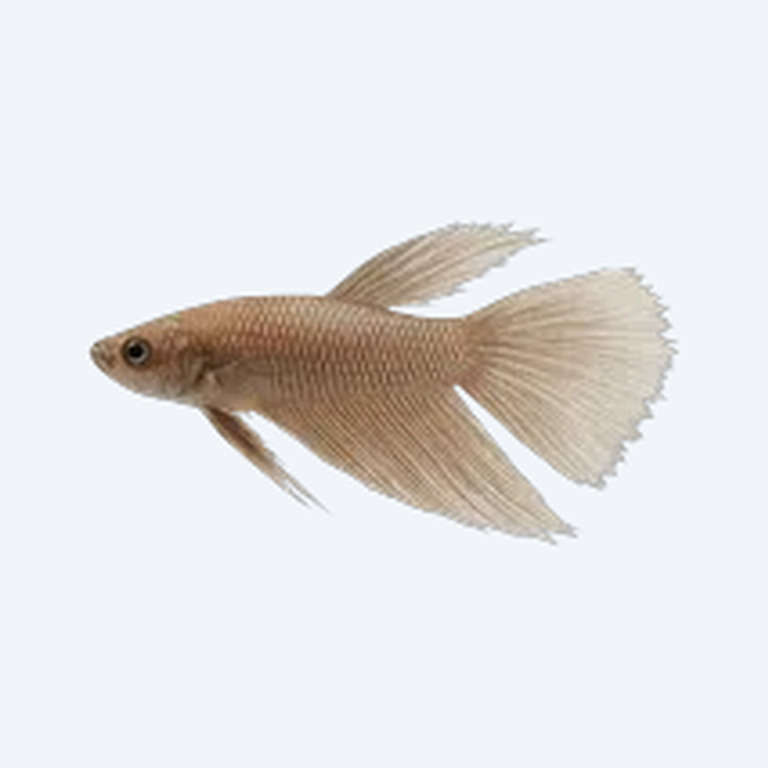 Slender Betta (Betta sp.) in a freshwater aquarium