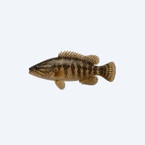 Snakeskin Barb (Cyprinidae sp.) in a planted freshwater aquarium