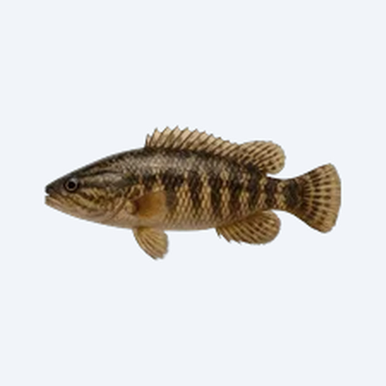 Snakeskin Barb (Cyprinidae sp.) in a freshwater aquarium