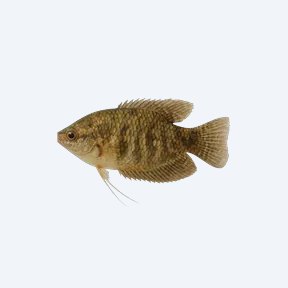 Snakeskin Gourami (Trichopodus pectoralis) in a planted freshwater aquarium
