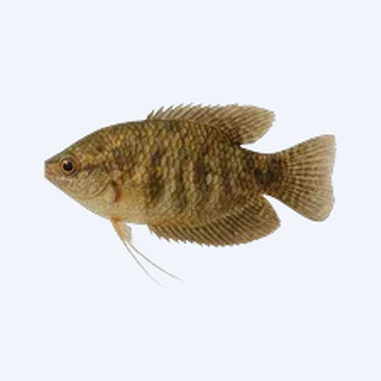 Snakeskin Gourami (Trichopodus pectoralis) in a freshwater aquarium