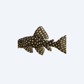 Snowball Pleco (L102) (Hypancistrus inspector) in a planted freshwater aquarium