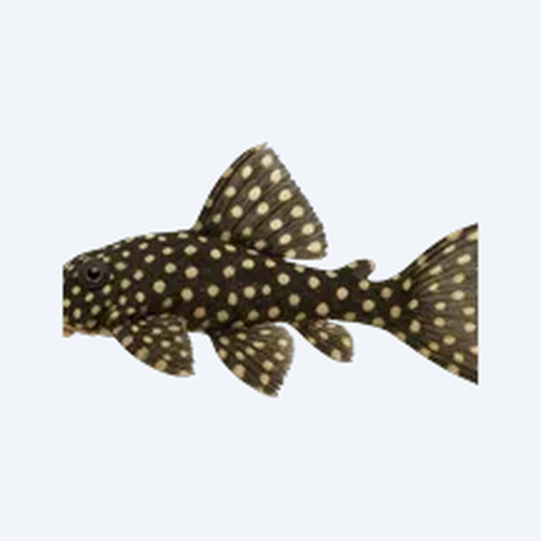 Snowball Pleco (L102) (Hypancistrus inspector) in a freshwater aquarium