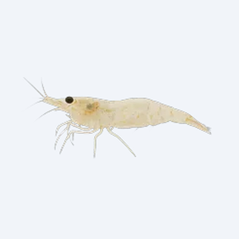 Snowball Shrimp (Neocaridina zhangjiajiensis) in a freshwater aquarium
