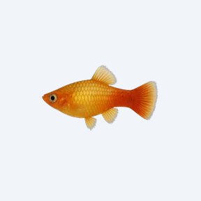 Southern Platy (Xiphophorus maculatus) in a planted freshwater aquarium