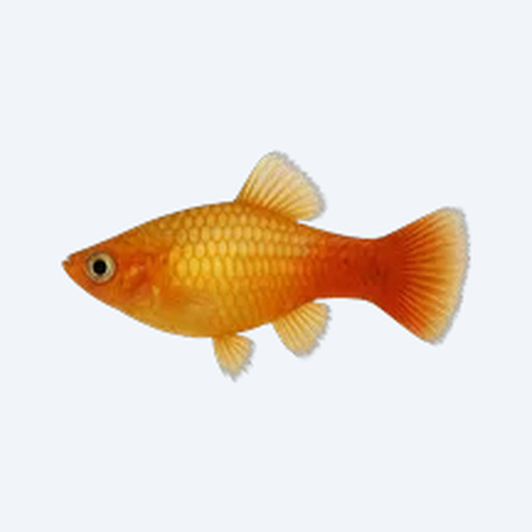 Southern Platy (Xiphophorus maculatus) in a freshwater aquarium