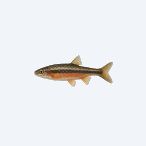 Southern Redbelly Dace (Chrosomus erythrogaster) in a planted freshwater aquarium