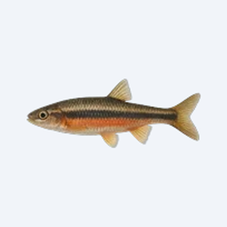 Southern Redbelly Dace (Chrosomus erythrogaster) in a freshwater aquarium