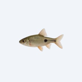 Spanner Barb (Barbodes lateristriga) in a planted freshwater aquarium