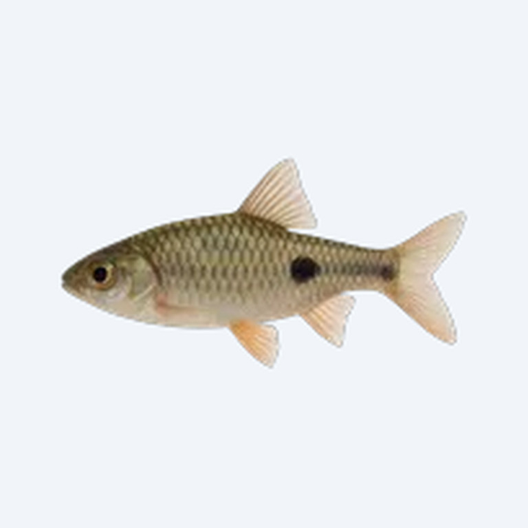 Spanner Barb (Barbodes lateristriga) in a freshwater aquarium