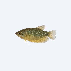 Sparkling Gourami (Trichopsis pumila) in a planted freshwater aquarium