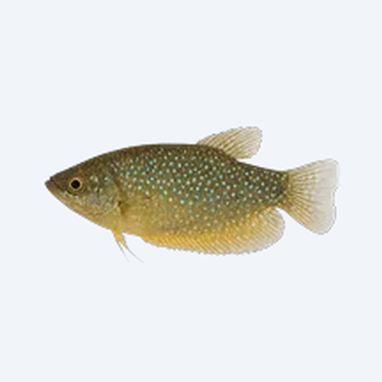 Sparkling Gourami (Trichopsis pumila) in a freshwater aquarium