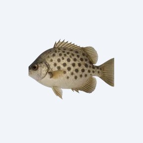 Spilo (Heros sp.) in a planted freshwater aquarium