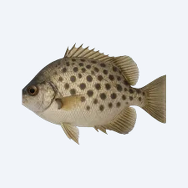 Spilo (Heros sp.) in a freshwater aquarium