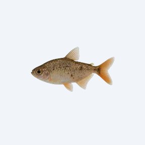 Splash Tetra (Characidae sp.) in a planted freshwater aquarium