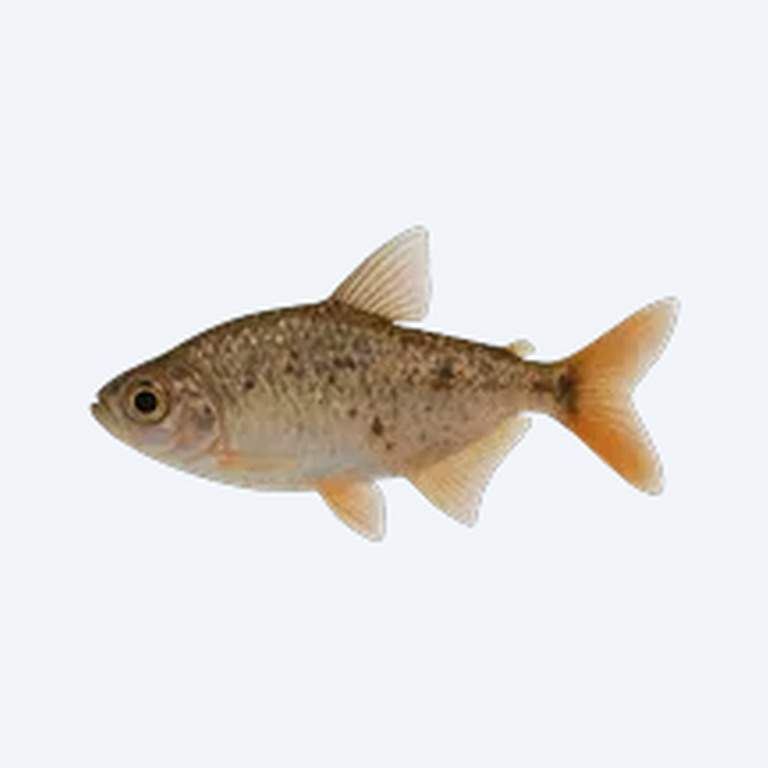Splash Tetra (Characidae sp.) in a freshwater aquarium