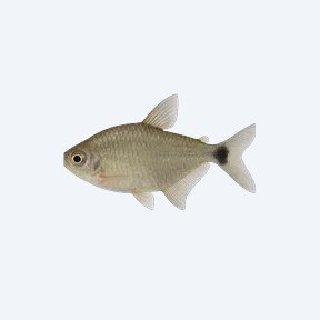 Spot-tail Tetra (Tetragonopterus argenteus) in a planted freshwater aquarium