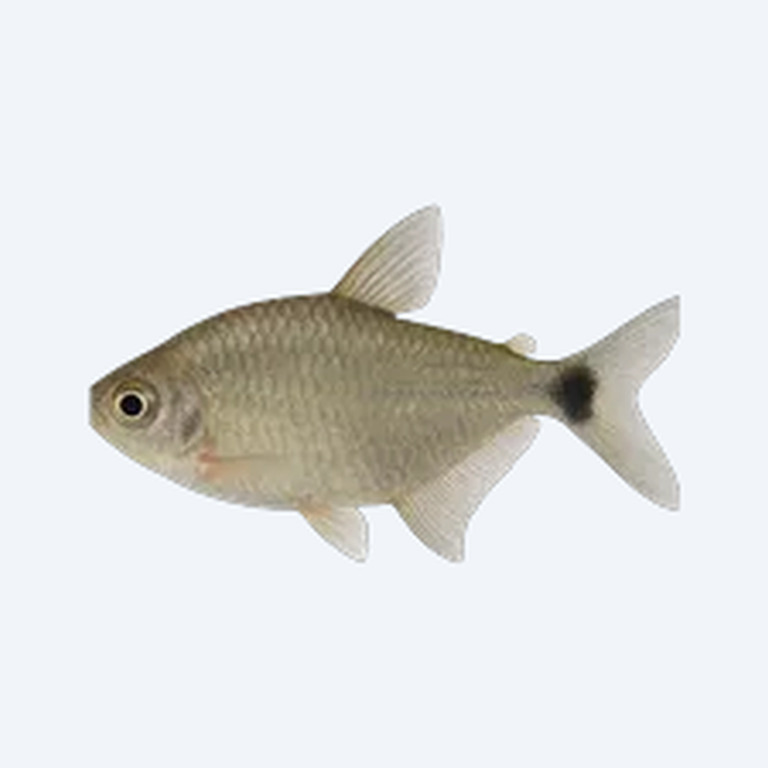 Spot-tail Tetra (Tetragonopterus argenteus) in a freshwater aquarium