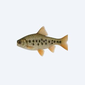 Spotscale Barb (Cyprinidae sp.) in a planted freshwater aquarium