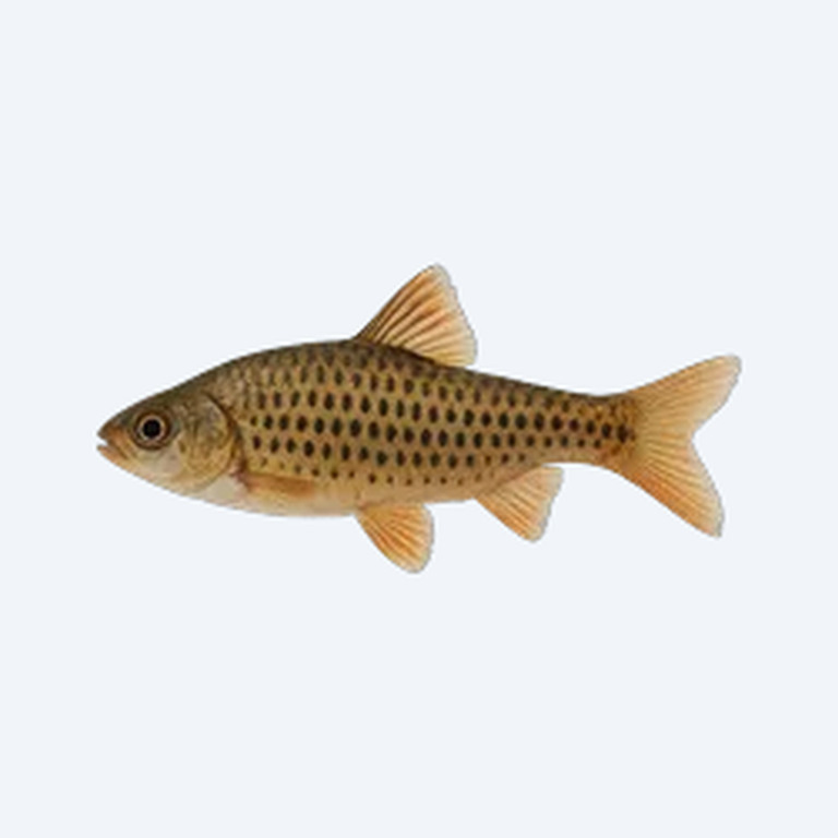 Spotscale Barb (Cyprinidae sp.) in a freshwater aquarium