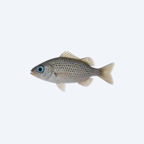 Spotted Blue-eye (Melanotaeniidae sp.) in a planted freshwater aquarium