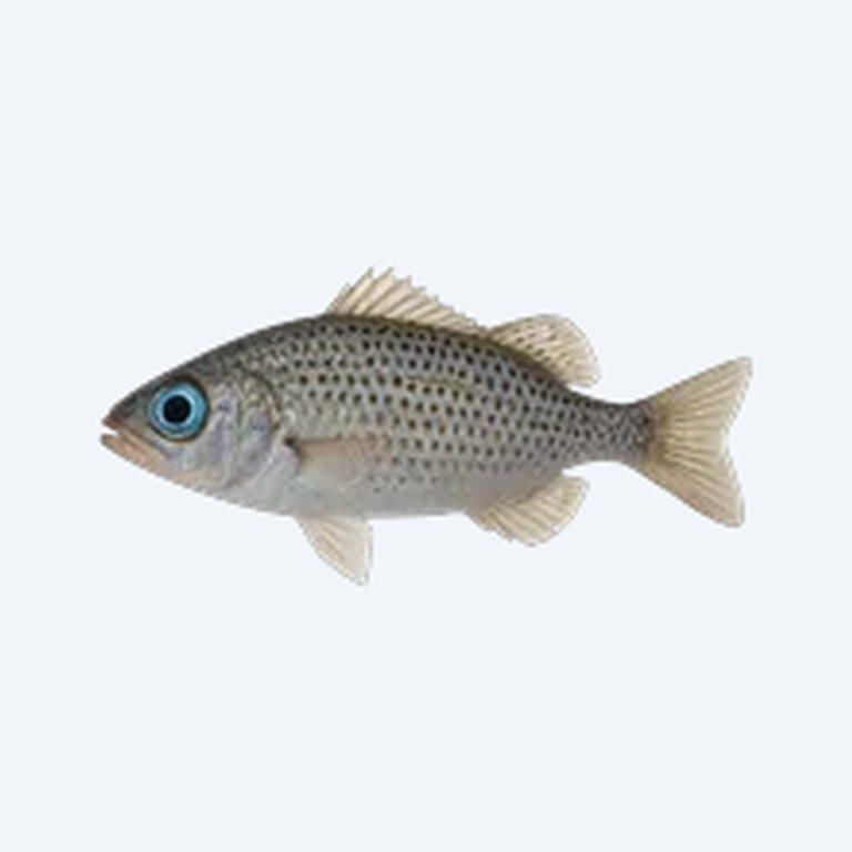 Spotted Blue-eye (Melanotaeniidae sp.) in a planted freshwater aquarium
