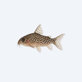 Spotted Cory (Corydoras punctatus) in a planted freshwater aquarium