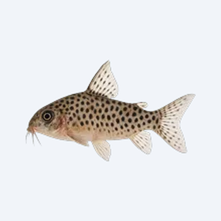 Spotted Cory (Corydoras punctatus) in a freshwater aquarium