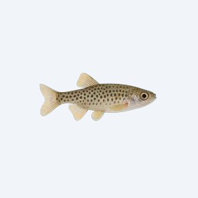 Spotted Danio (Danio sp.) in a planted freshwater aquarium