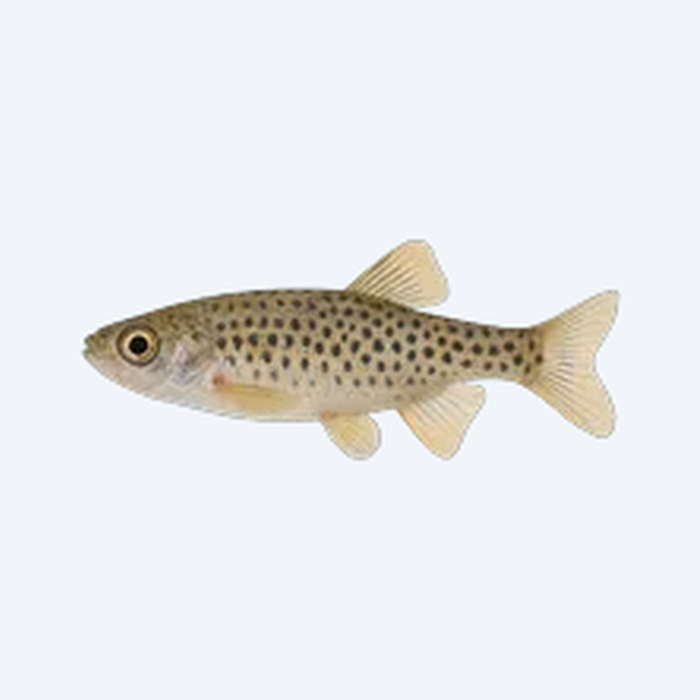 Spotted Danio (Danio sp.) in a freshwater aquarium