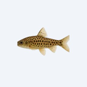 Spotted Headstander (Chilodus punctatus) in a planted freshwater aquarium