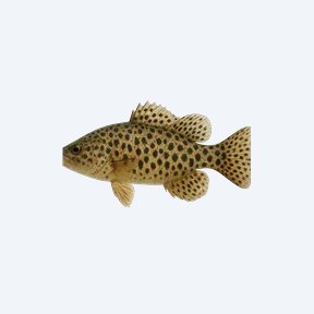 Spotted Hoplo (Megalechis thoracata) in a planted freshwater aquarium