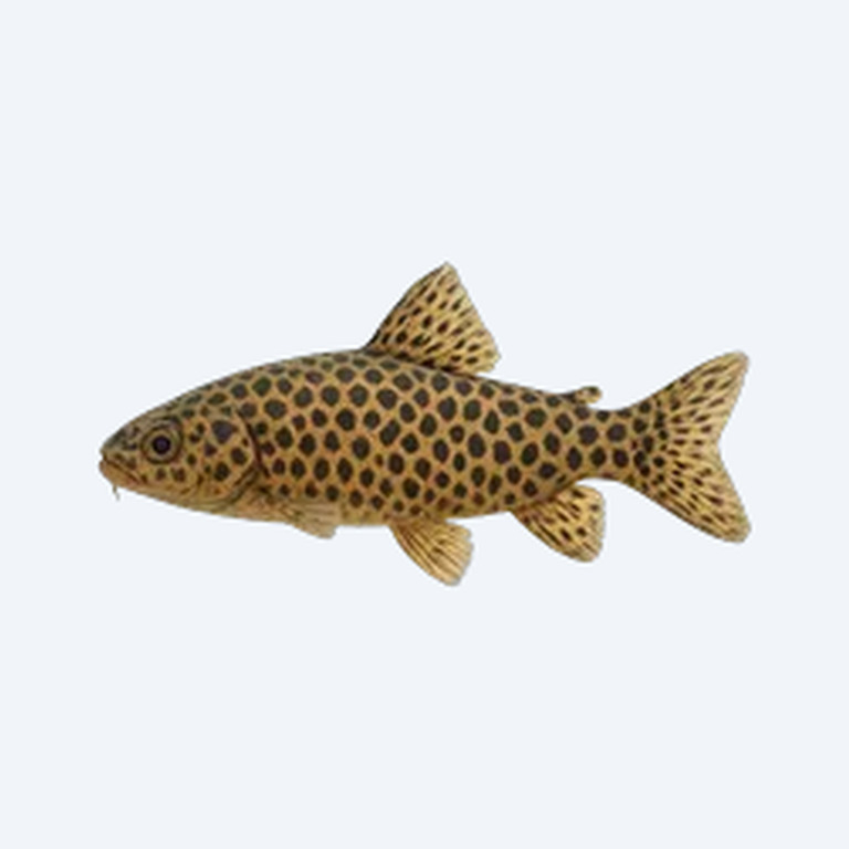 Spotted Hoplo (Megalechis thoracata) in a freshwater aquarium
