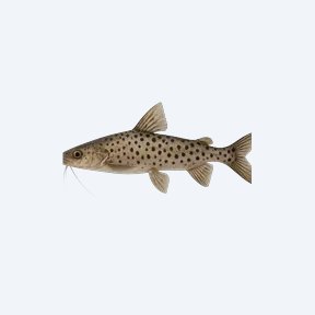 Spotted Pimelodus (Siluriformes sp.) in a planted freshwater aquarium