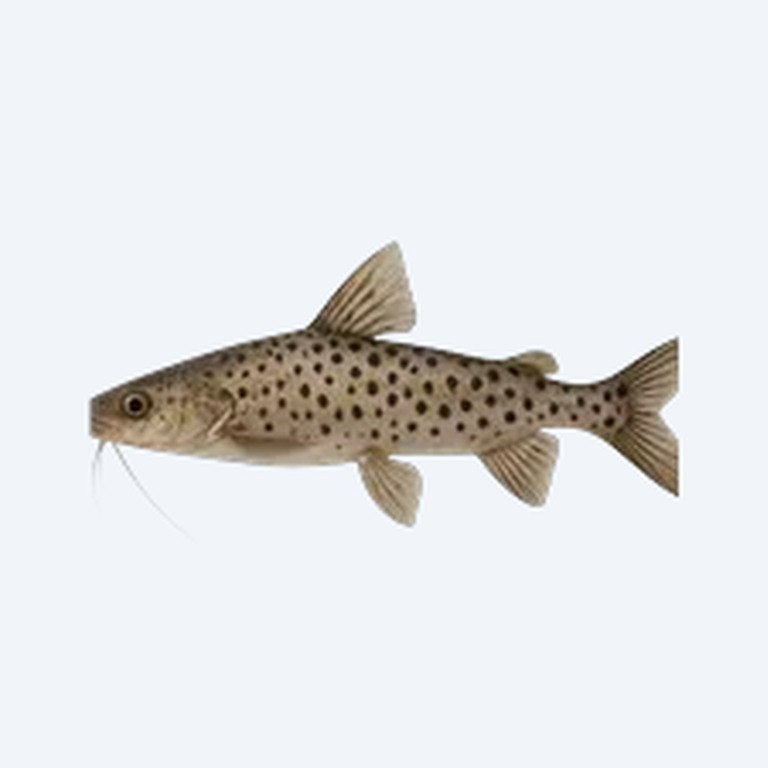 Spotted Pimelodus (Siluriformes sp.) in a planted freshwater aquarium
