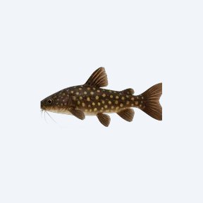 Spotted Raphael Catfish (Siluriformes sp.) in a planted freshwater aquarium