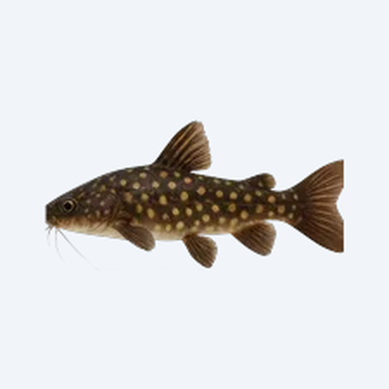 Spotted Raphael Catfish (Siluriformes sp.) in a freshwater aquarium