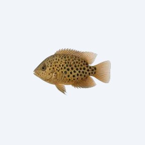 Spotted Severum (Heros notatus) in a planted freshwater aquarium