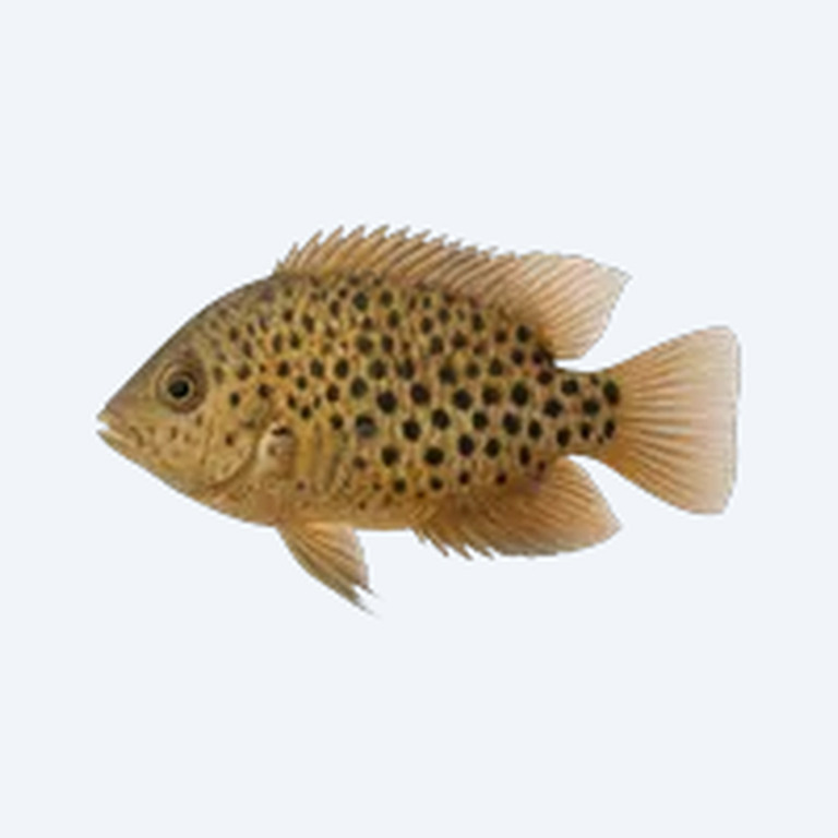 Spotted Severum (Heros notatus) in a freshwater aquarium