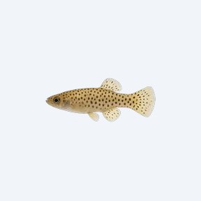 Spotted Skiffia (Skiffia multipunctata) in a planted freshwater aquarium