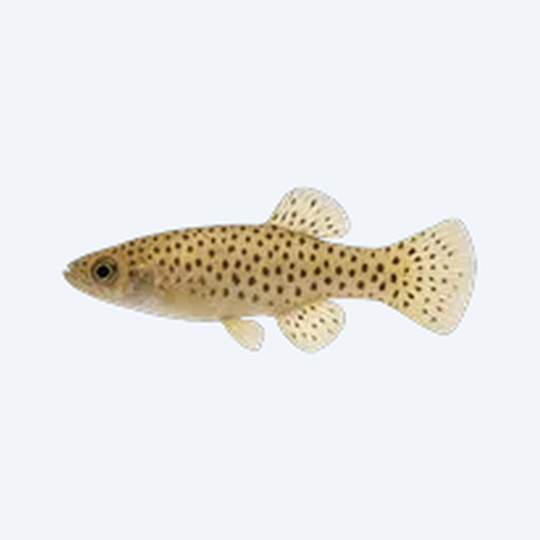 Spotted Skiffia (Skiffia multipunctata) in a planted freshwater aquarium