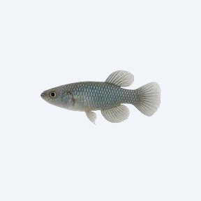 Steel Blue Killifish (Cyprinodontiformes sp.) in a planted freshwater aquarium