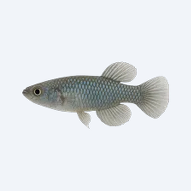 Steel Blue Killifish (Cyprinodontiformes sp.) in a freshwater aquarium