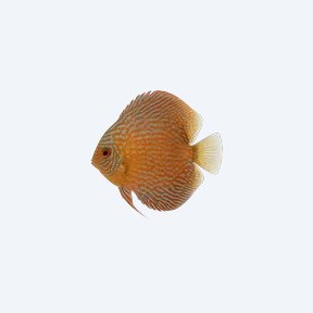 Stendker Discus (Symphysodon aequifasciatus) in a planted freshwater aquarium