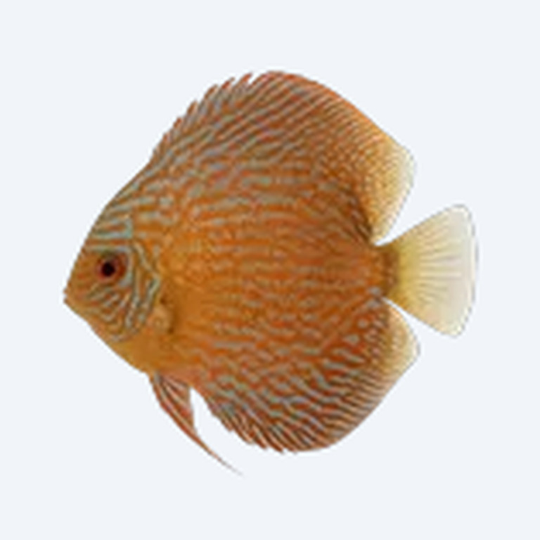 Stendker Discus (Symphysodon aequifasciatus) in a freshwater aquarium