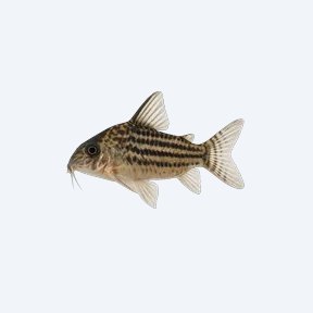 Sterba's Cory (Corydoras sp.) in a planted freshwater aquarium