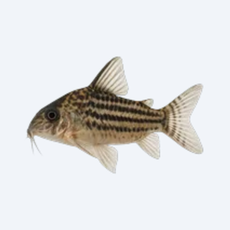 Sterba's Cory (Corydoras sp.) in a planted freshwater aquarium