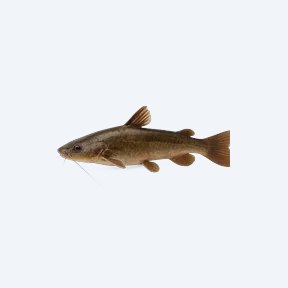 Stinging Catfish (Siluriformes sp.) in a planted freshwater aquarium