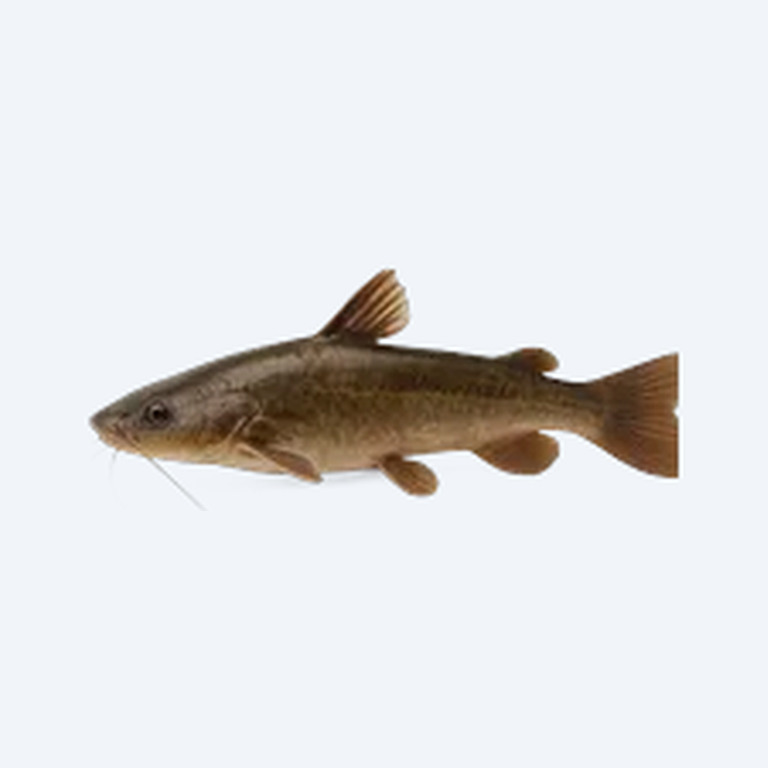 Stinging Catfish (Siluriformes sp.) in a freshwater aquarium