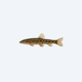 Stone Loach (Barbatula barbatula) in a planted freshwater aquarium